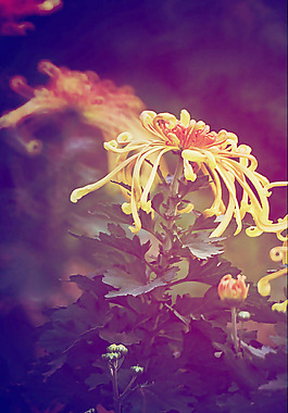 位圖 植物 花朵 寫實(shí)花卉 菊花 免費(fèi)素材