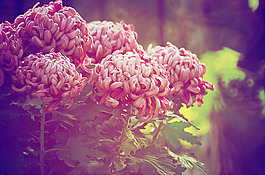 位圖 植物 花朵 寫(xiě)實(shí)花卉 菊花 免費(fèi)素材