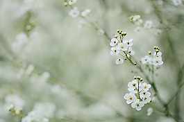 位圖 植物 花朵 寫實(shí)花卉 野花 免費(fèi)素材