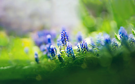 位圖 植物 花朵 寫(xiě)實(shí)花卉 超高清 免費(fèi)素材