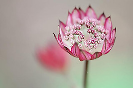 位圖 植物 花朵 寫實(shí)花卉 野花 免費(fèi)素材
