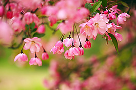 位圖 植物 花朵 寫實(shí)花卉 櫻花 免費(fèi)素材