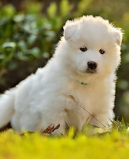 位圖 動物 狗 數(shù)碼照片 免費素材