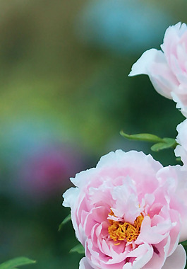 位圖 植物 花朵 寫(xiě)實(shí)花卉 牡丹花 免費(fèi)素材