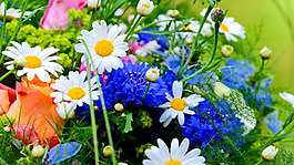 位圖 植物 花朵 寫實(shí)花卉 菊花 免費(fèi)素材