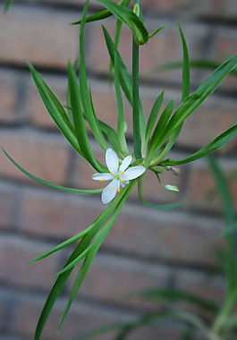 位圖 植物 花朵 寫實花卉 野花 免費素材