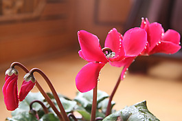 位圖 植物 花朵 寫實(shí)花卉 野花 免費(fèi)素材