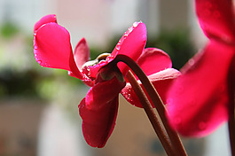 位圖 植物 花朵 寫實(shí)花卉 野花 免費(fèi)素材