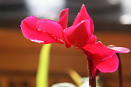 位圖 植物 花朵 寫實(shí)花卉 野花 免費(fèi)素材