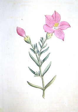 位圖 植物圖案 寫意花卉 花朵 免費素材