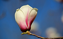 位圖 植物 花朵 寫實(shí)花卉 野花 免費(fèi)素材