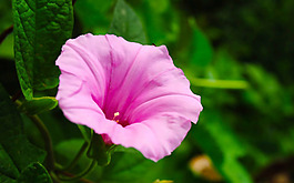 位圖 植物 花朵 寫實(shí)花卉 喇叭花 免費(fèi)素材