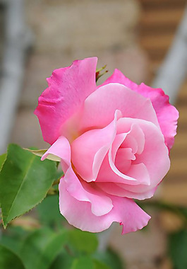 位圖 植物 花朵 寫(xiě)實(shí)花卉 玫瑰 免費(fèi)素材