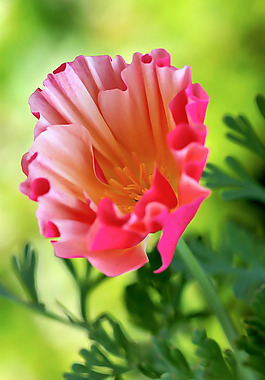 位圖 植物 花朵 寫(xiě)實(shí)花卉 野花 免費(fèi)素材