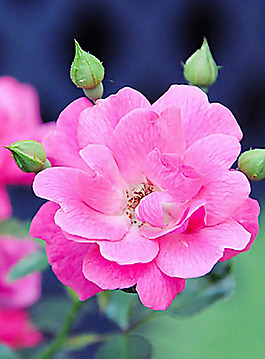 位圖 植物 花朵 寫實(shí)花卉 野花 免費(fèi)素材