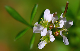位圖 植物 花朵 寫實(shí)花卉 小桃花 免費(fèi)素材