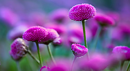 位圖 植物 花朵 寫(xiě)實(shí)花卉 菊花 免費(fèi)素材