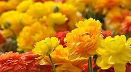 位圖 植物 花朵 寫實(shí)花卉 月季 免費(fèi)素材