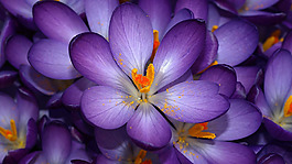 位圖 植物 花朵 寫實(shí)花卉 野花 免費(fèi)素材