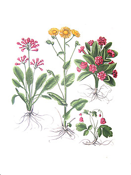 位圖 植物圖案 寫意花卉 花朵 免費素材