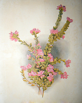 位圖 植物圖案 寫意花卉 花朵 免費素材