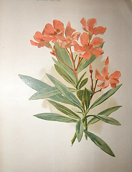 位圖 植物圖案 寫意花卉 花朵 免費素材