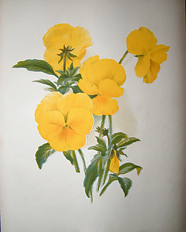 位圖 植物圖案 寫意花卉 花朵 免費素材