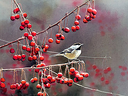 位圖 藝術(shù)效果 手繪 動(dòng)物 鳥 免費(fèi)素材