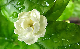 位圖 植物 花朵 寫(xiě)實(shí)花卉 茉莉花 免費(fèi)素材