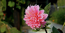 位圖 植物 花朵 寫實花卉 菊花 免費素材