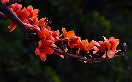 位圖 植物 花朵 寫實花卉 野花 免費素材