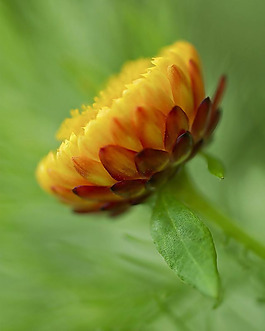 位圖 植物 花朵 寫實花卉 菊花 免費(fèi)素材