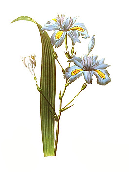 位圖 植物圖案 寫意花卉 花朵 免費(fèi)素材