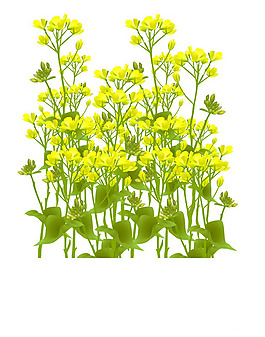 位图 植物图案 写意花卉 花朵 油菜花 免费素材