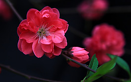 位圖 植物 花朵 寫實(shí)花卉 小桃花 免費(fèi)素材