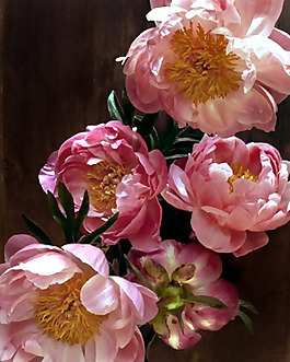 位圖 植物 花朵 寫實(shí)花卉 櫻花 免費(fèi)素材