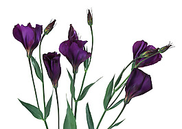 位圖 植物 花朵 寫(xiě)實(shí)花卉 超高清 免費(fèi)素材