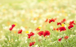 位圖 植物 花朵 寫(xiě)實(shí)花卉 超高清 免費(fèi)素材