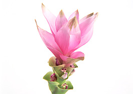 位圖 植物 花朵 寫實(shí)花卉 超高清 免費(fèi)素材