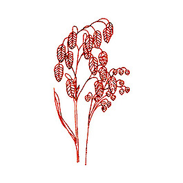繡花 植物 樹(shù) 樹(shù)葉 免費(fèi)素材