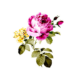 位图 植物图案 写意花卉 花朵 免费素材