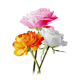 位圖 植物圖案 寫(xiě)意花卉 花朵 免費(fèi)素材