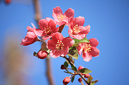 位圖 植物 花朵 寫實(shí)花卉 超高清 免費(fèi)素材