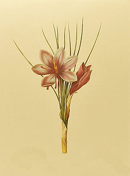 位圖 植物圖案 寫(xiě)意花卉 花朵 免費(fèi)素材