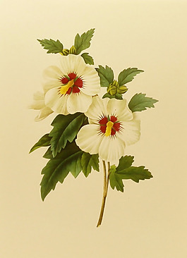 位圖 植物圖案 寫意花卉 花朵 免費素材