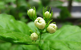 位圖 植物 花朵 寫(xiě)實(shí)花卉 野花 免費(fèi)素材