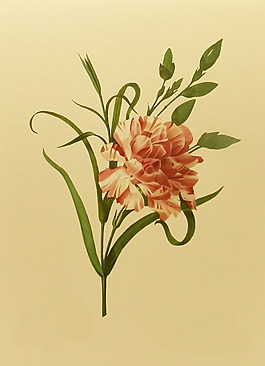 位圖 植物圖案 寫意花卉 花朵 免費(fèi)素材