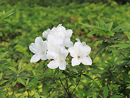 位圖 植物 花朵 寫實花卉 野花 免費素材
