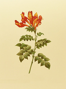 位圖 植物圖案 寫意花卉 花朵 免費素材