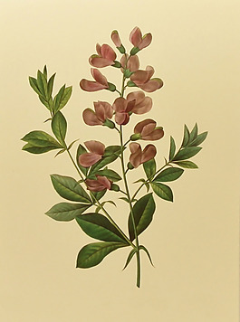 位圖 植物圖案 寫意花卉 花朵 免費(fèi)素材